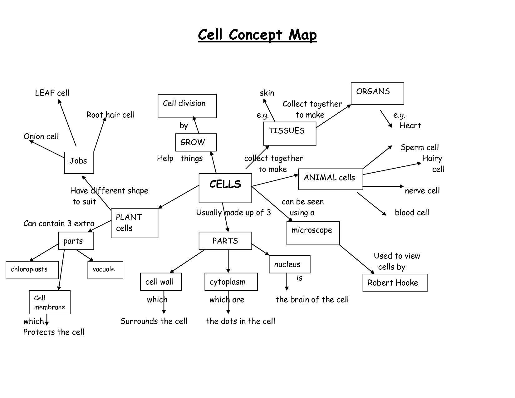 Cell Concept Map Answer Key  Netvs