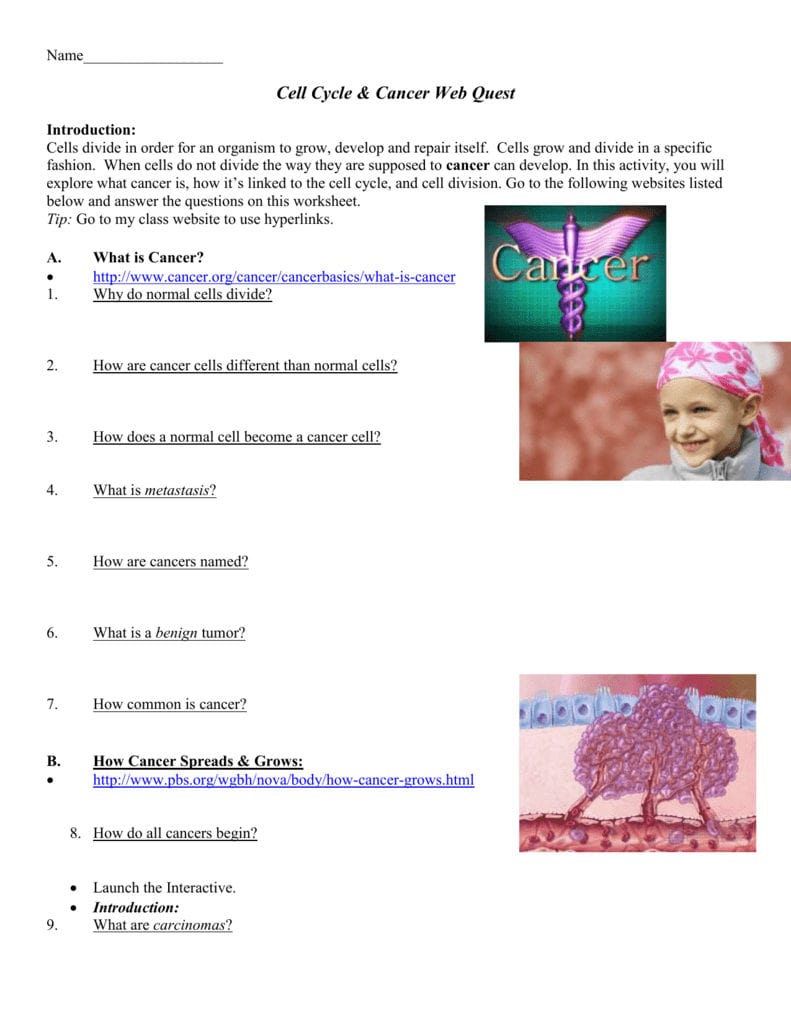 Cell Cycle And Cancer Webquest