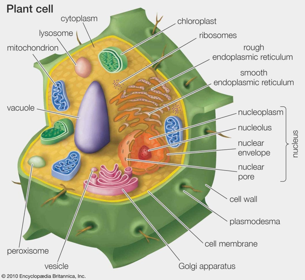 Cell Cycle And Cancer Worksheet Answers