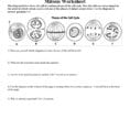 Cell Cycle And Cancer Worksheet Answers