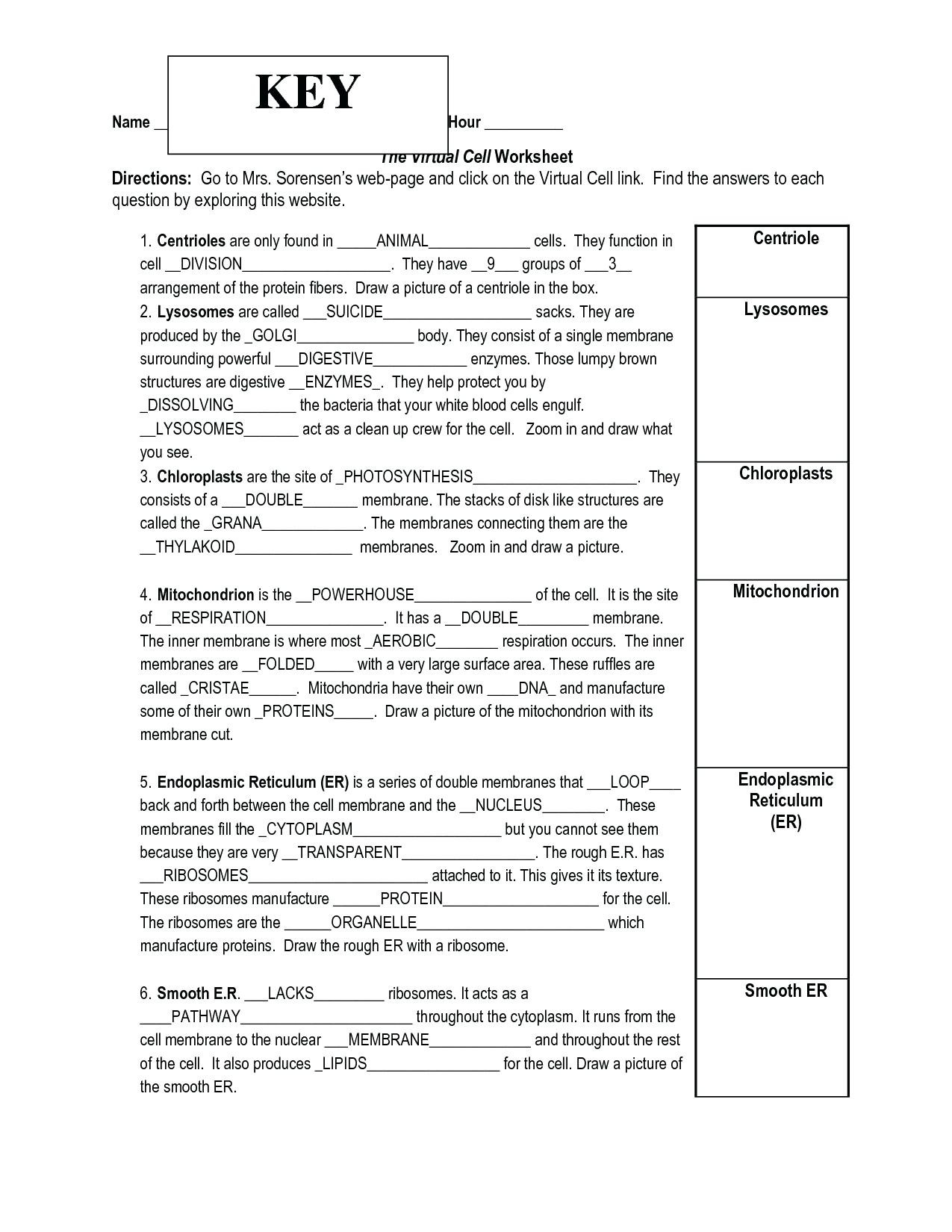 The Cell Cycle Coloring Worksheet Answer Key Db excel