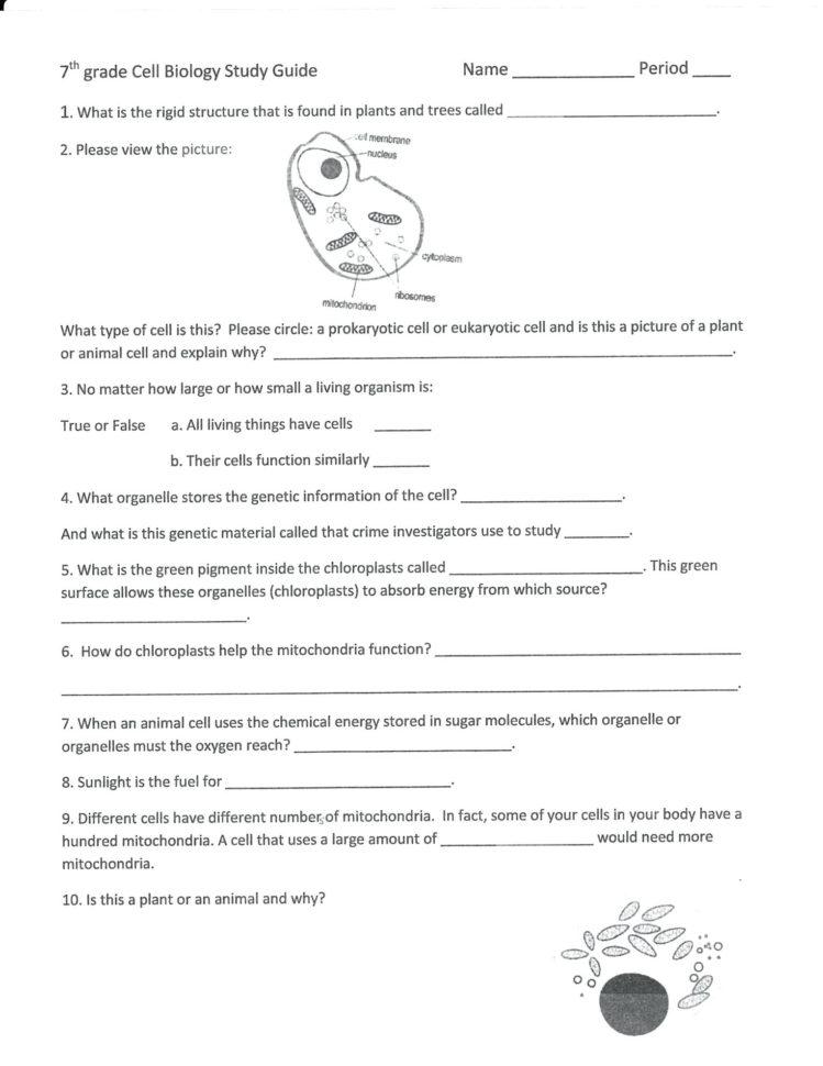Cell Cycle And Mitosis Coloring Answer Key – Regionpaperco