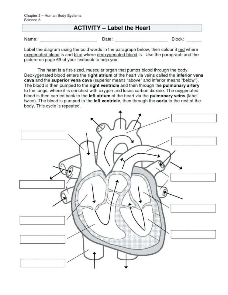 Cell Cycle And Mitosis Coloring Answer Key – Regionpaperco