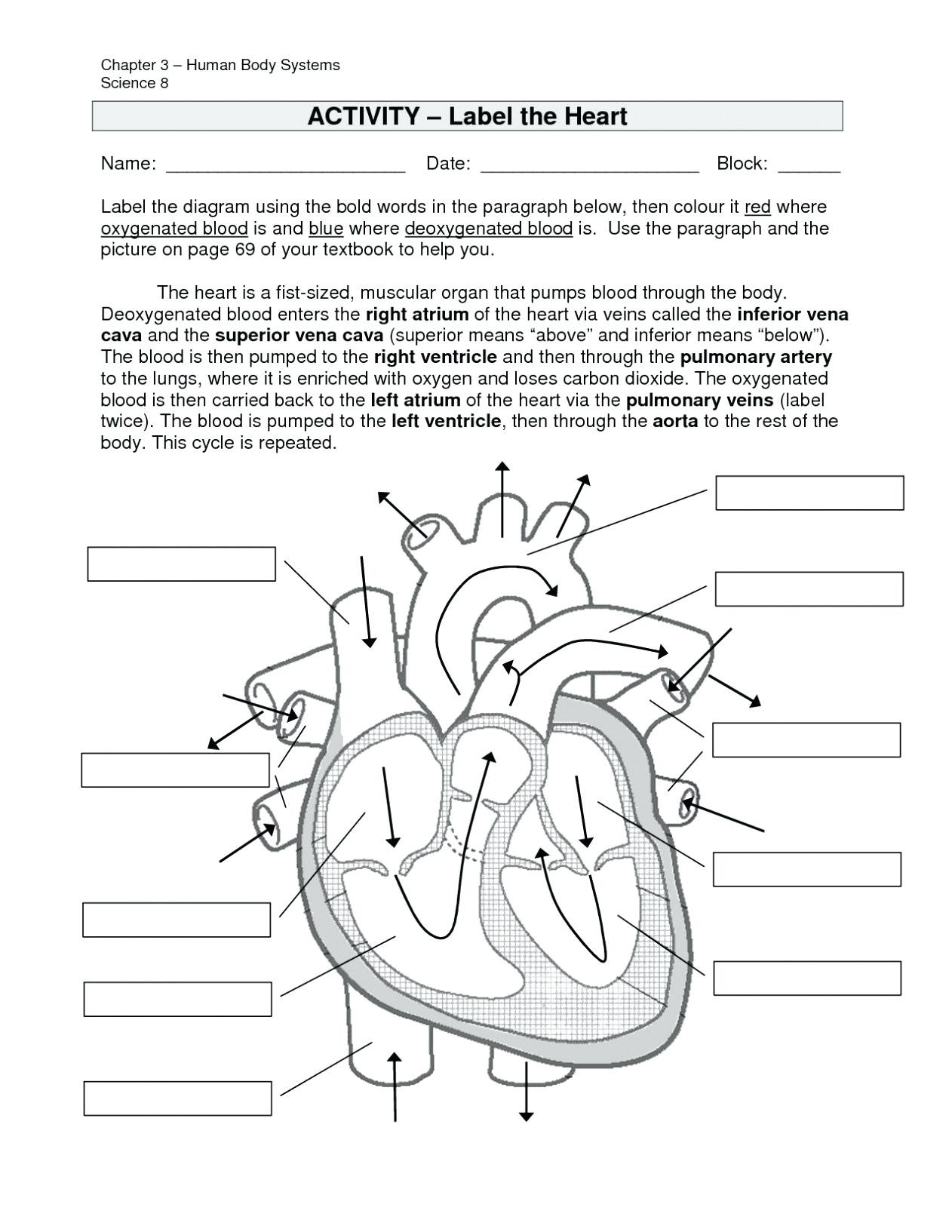 Cell Cycle And Mitosis Coloring Answer Key - Regionpaperco ...