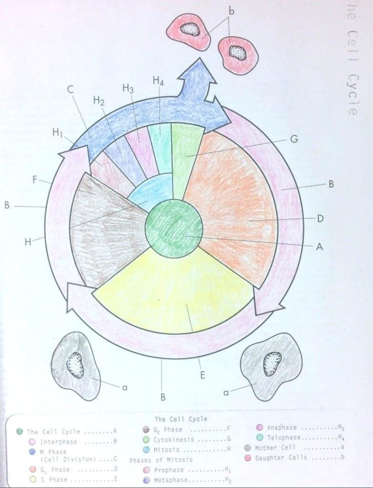 Cell Cycle And Mitosis Coloring Answer Key – Regionpaperco