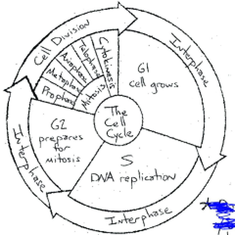Cell Cycle And Mitosis Coloring Answer Key – Regionpaperco