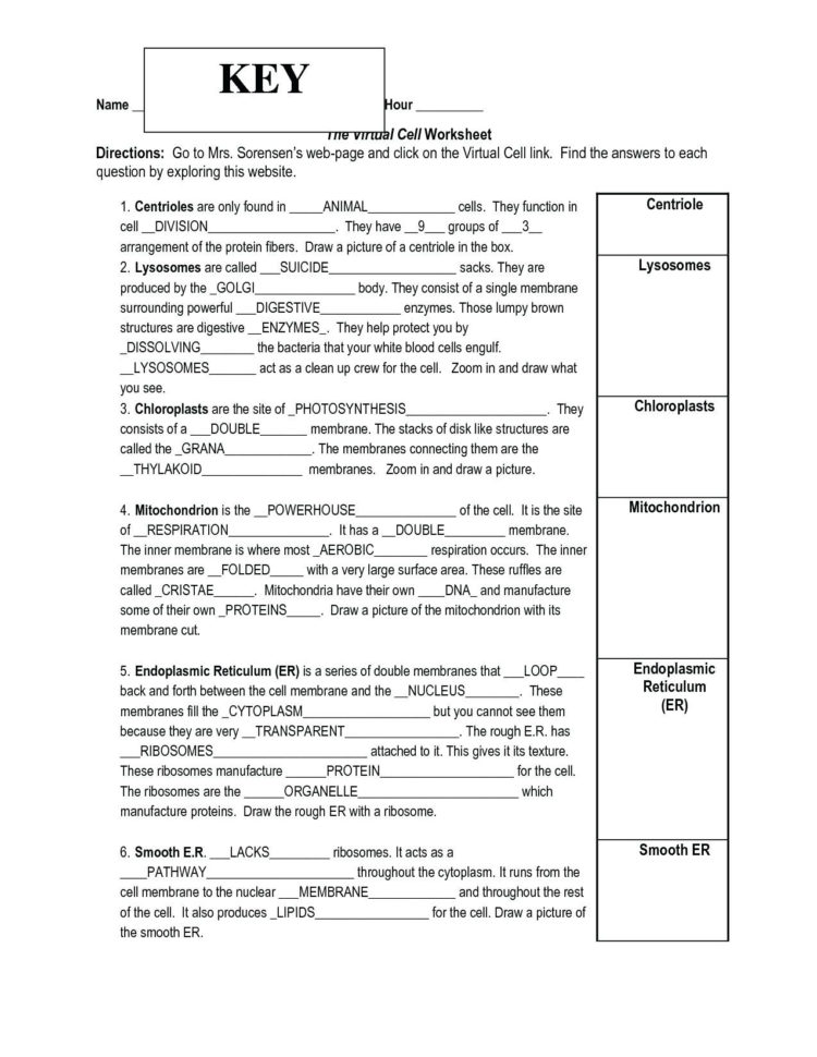 Cell Cycle And Mitosis Coloring Answer Key – Regionpaperco