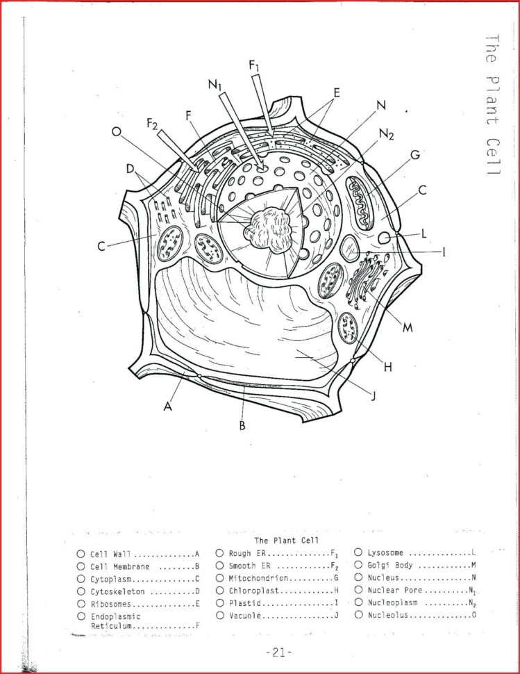 Cell Cycle And Mitosis Coloring Answer Key – Regionpaperco
