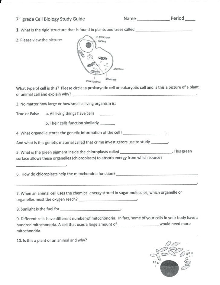 Cell Cycle And Mitosis Worksheet Answers