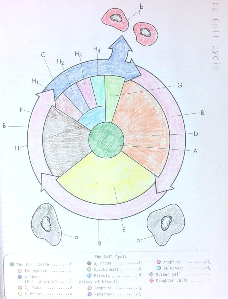 Cell Cycle And Mitosis Coloring Answer Key – Regionpaperco