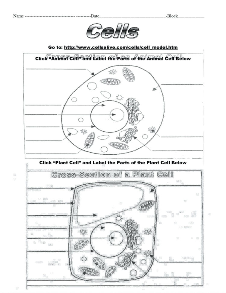 Cell Cycle And Mitosis Coloring Packet Answers – Navajosheetco