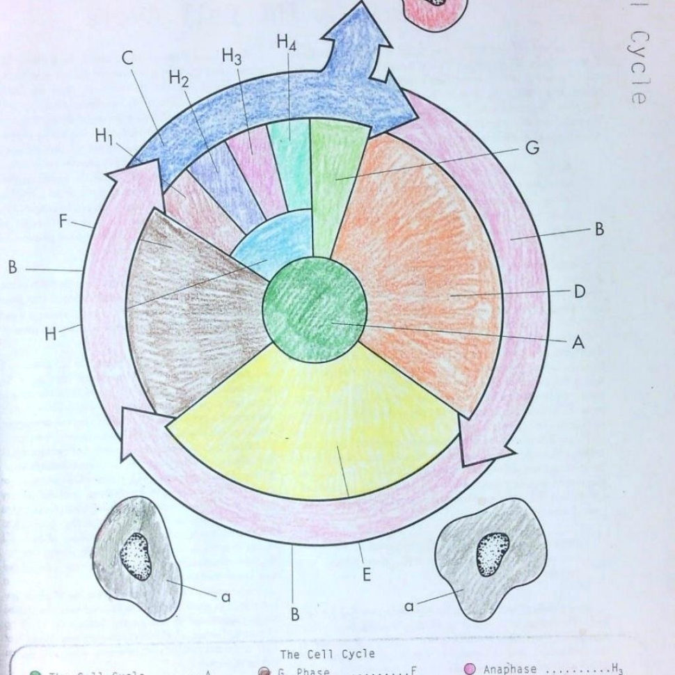 Cell Cycle And Mitosis Coloring Packet Answers – Navajosheetco