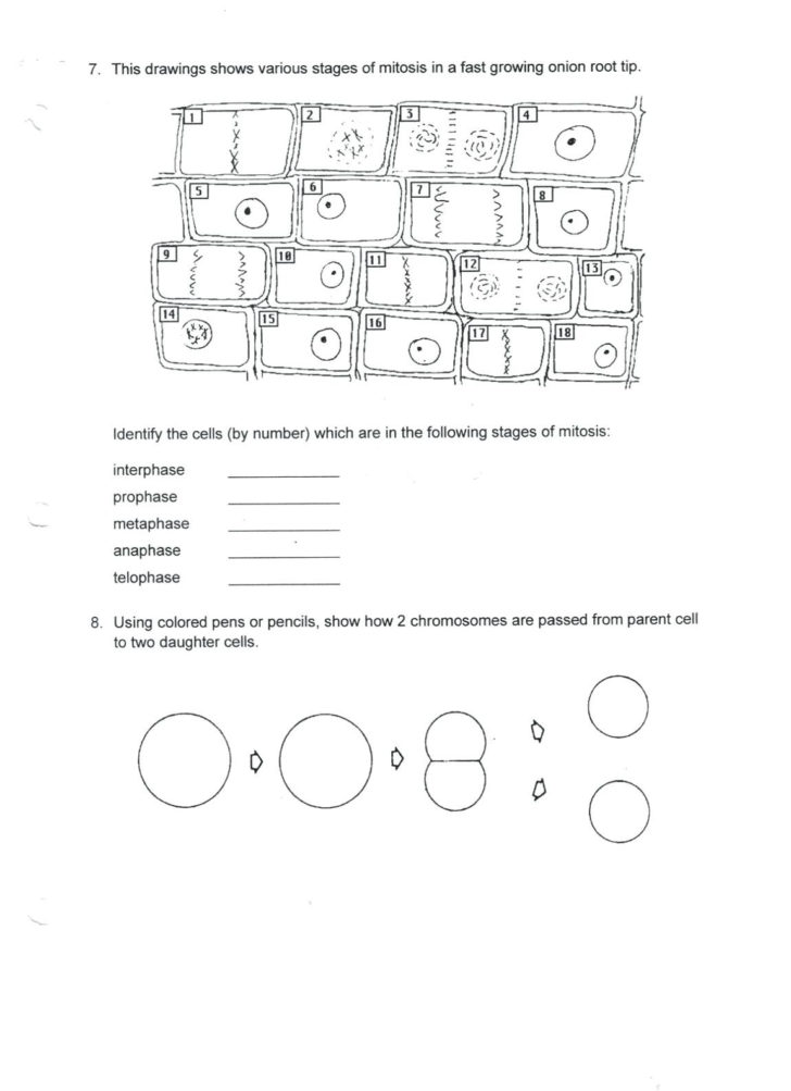 Cell Division And Mitosis Worksheet Answer Key
