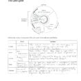 Cell Cycle And Mitosis Coloring Worksheet Answers
