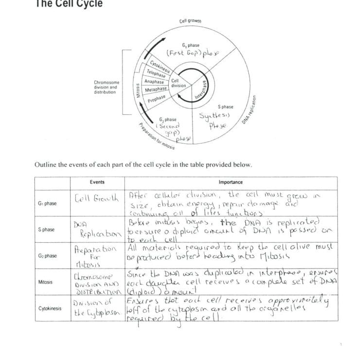 Cell Division Worksheet Answers