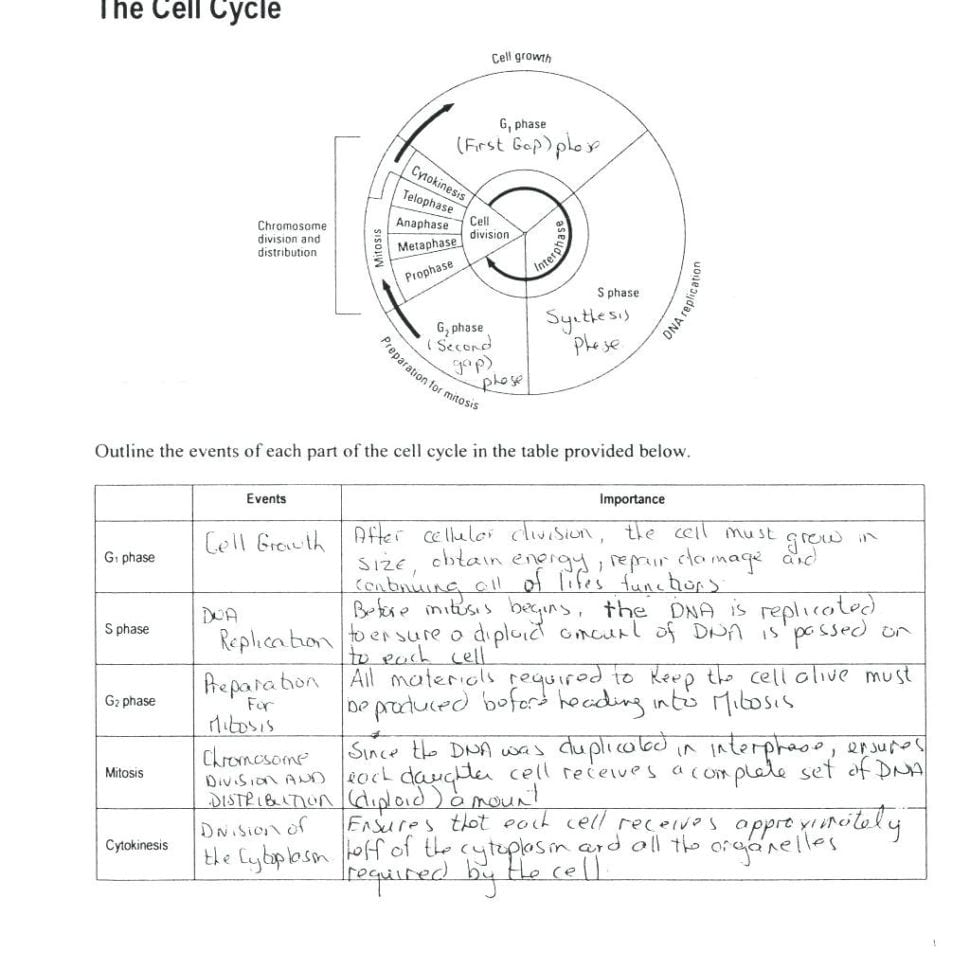 Cell Cycle And Mitosis Coloring Worksheet Answers