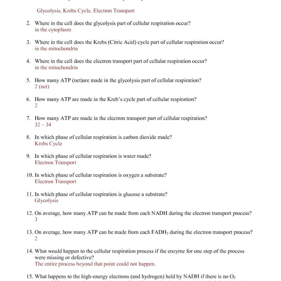 Cell Cycle And Mitosis Coloring Worksheet Answers