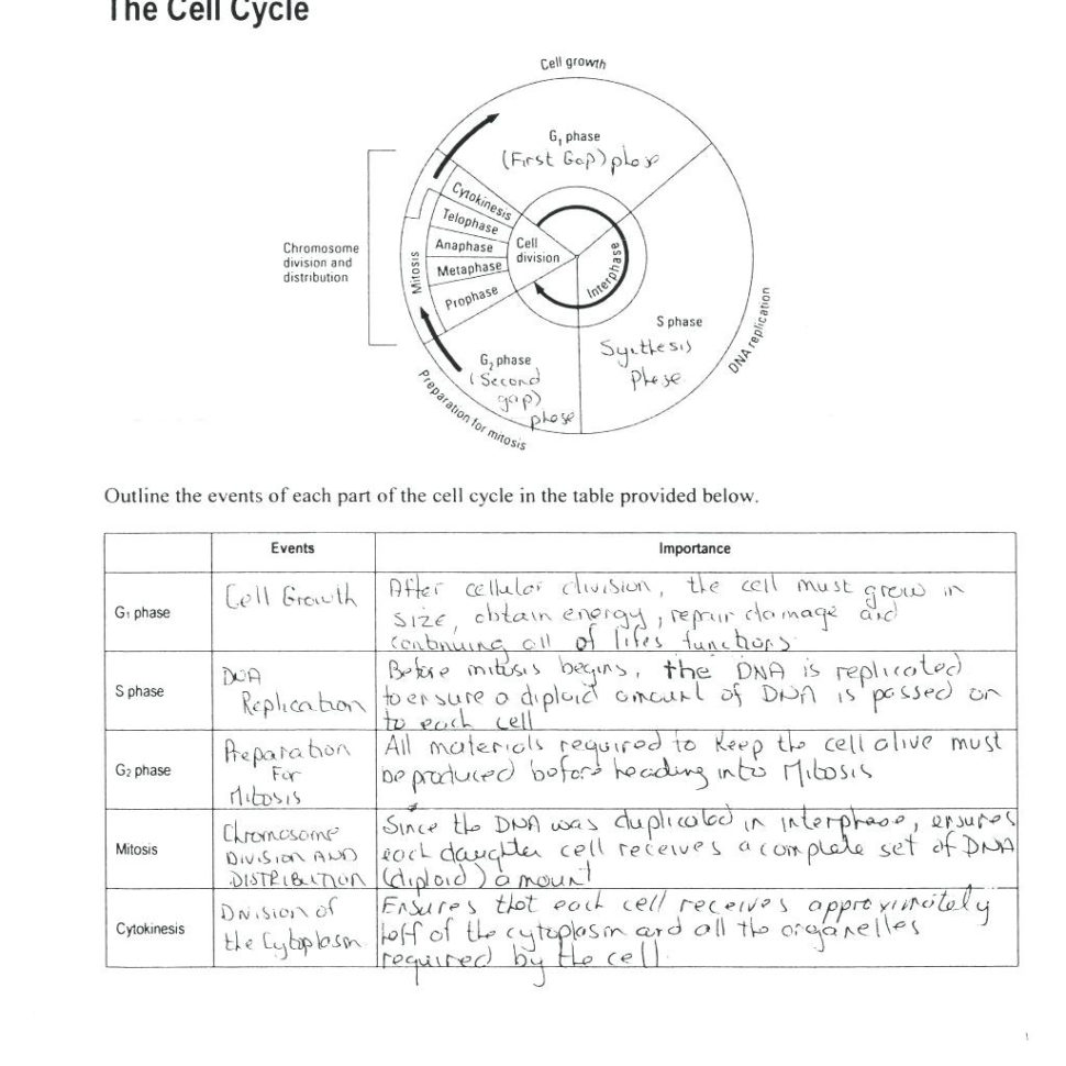 Cell Cycle And Mitosis Coloring Worksheet Answers