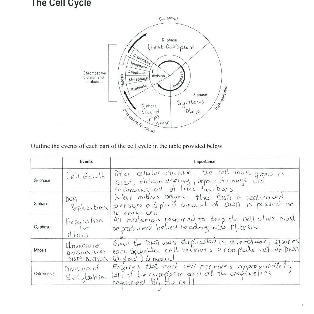 cell-cycle-and-mitosis-coloring-worksheet-answers-db-excel