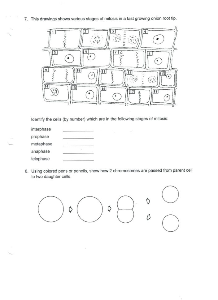 Cell Cycle And Mitosis Coloring Worksheet Answers