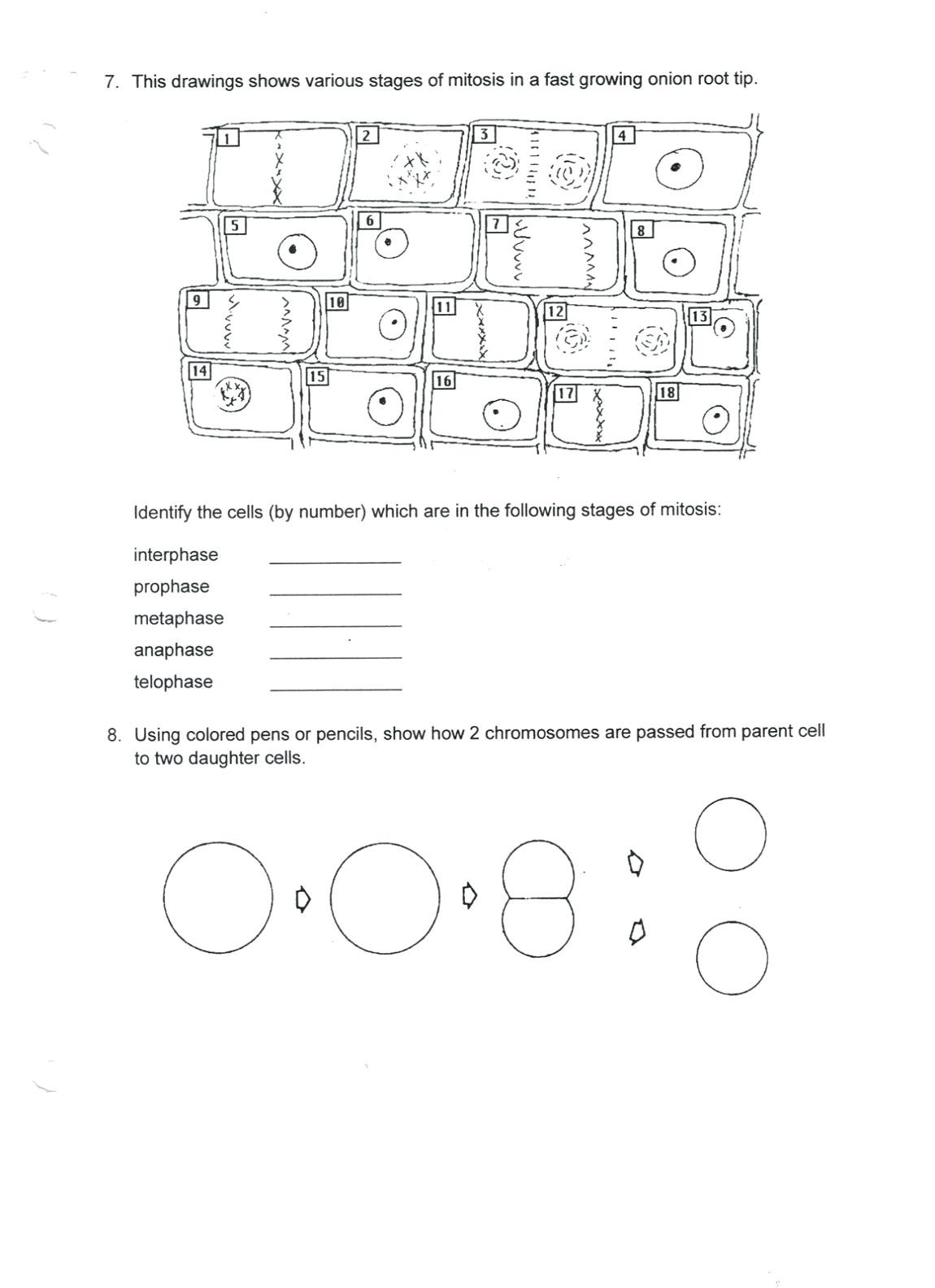 Cell Cycle And Mitosis Coloring Worksheet Answers — db-excel.com