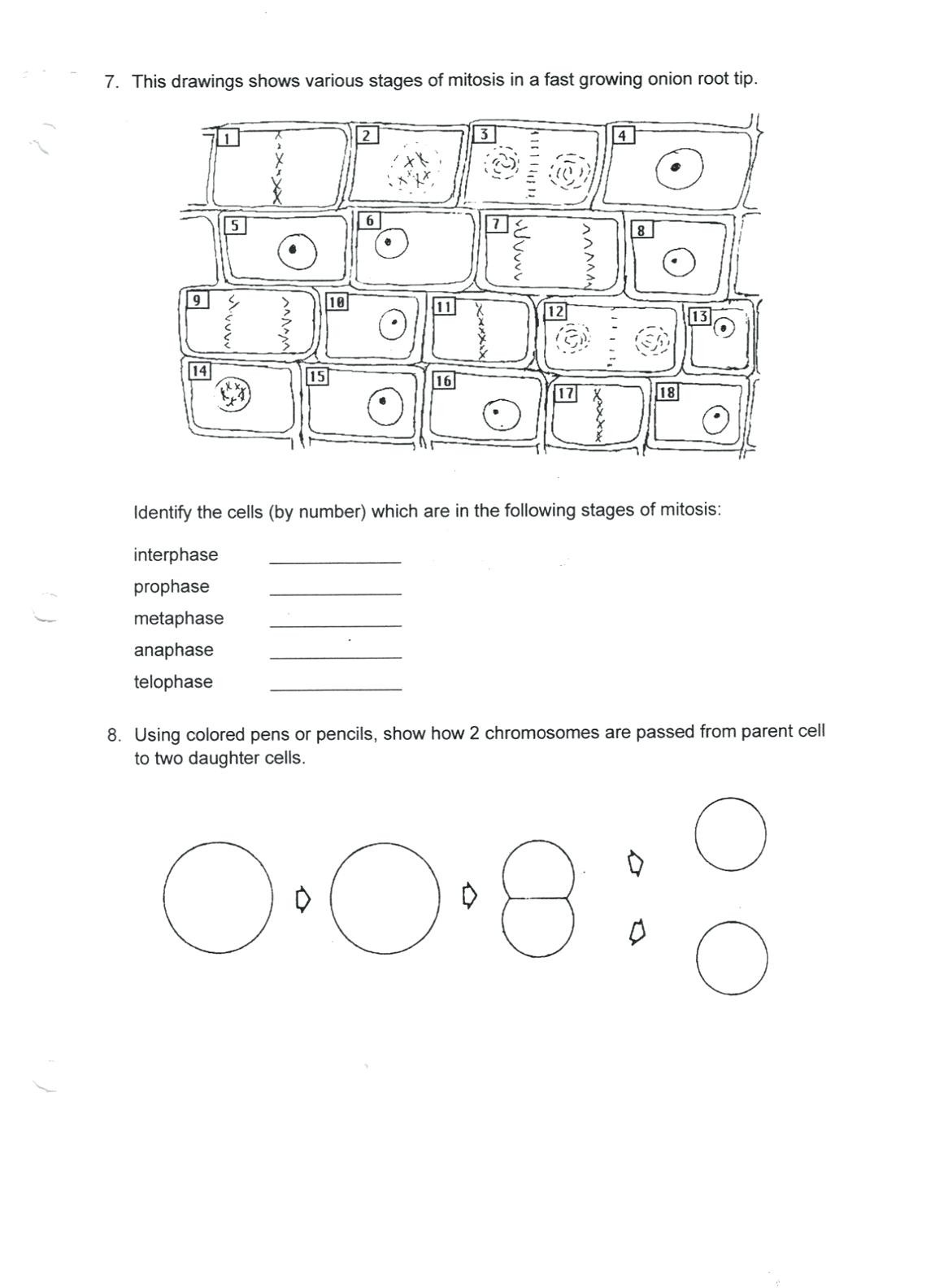 Cell Cycle Coloring Worksheet