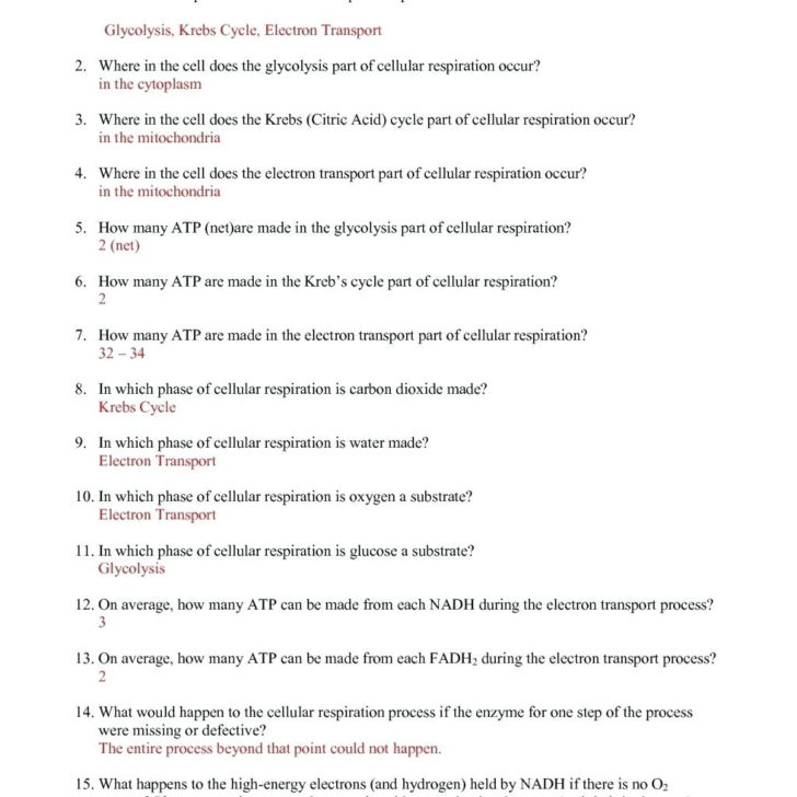 The Cell Cycle Coloring Worksheet Answer Key