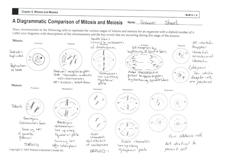 Cell Cycle And Mitosis Coloring Worksheet Answers — db-excel.com