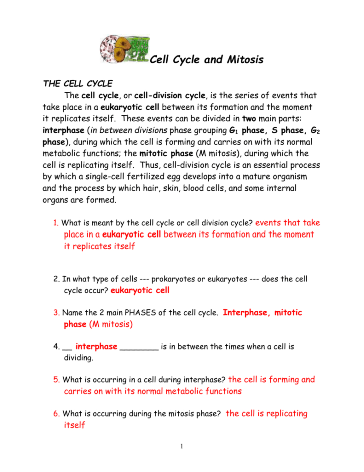 Cell Cycle And Mitosis Worksheet Answers — db-excel.com