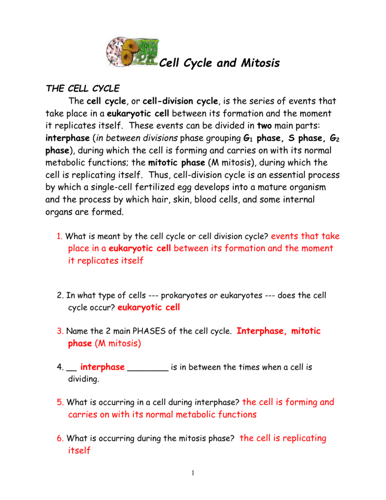 Cell Cycle And Mitosis Worksheet Answer Key Db excel
