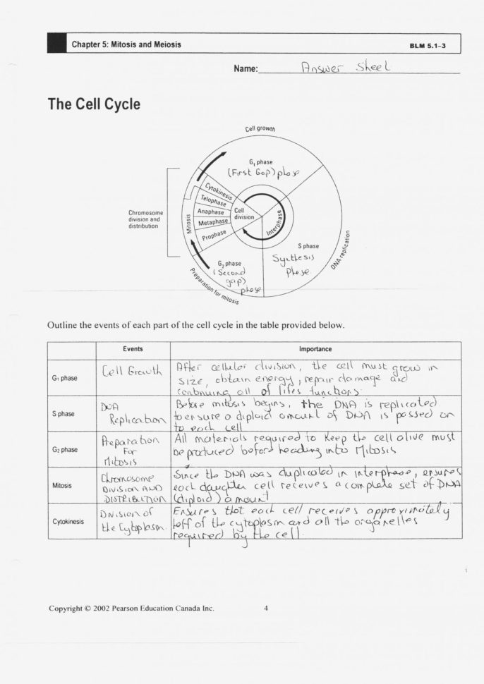 Cell Cycle And Mitosis Worksheet Answer Key Db excel