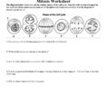 Cell Cycle And Mitosis Worksheet Answers