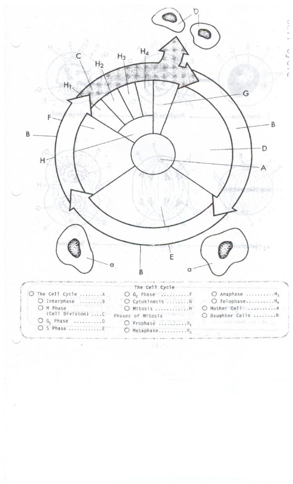 Cell Cycle Drawing Worksheet At Paintingvalley  Explore