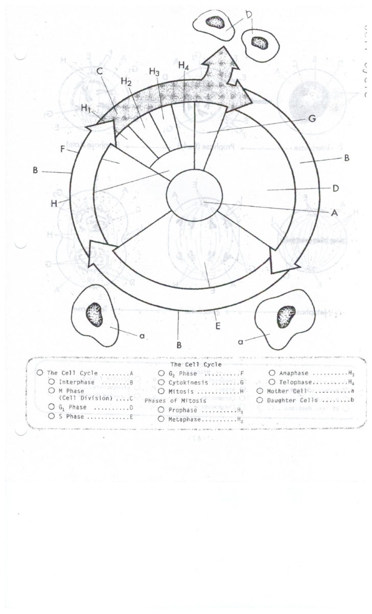 cell-cycle-diagram-worksheet