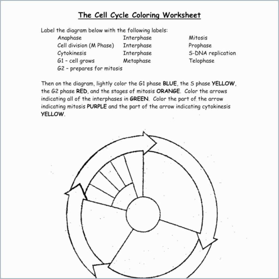 Cell Cycle Drawing Worksheet At Paintingvalley  Explore