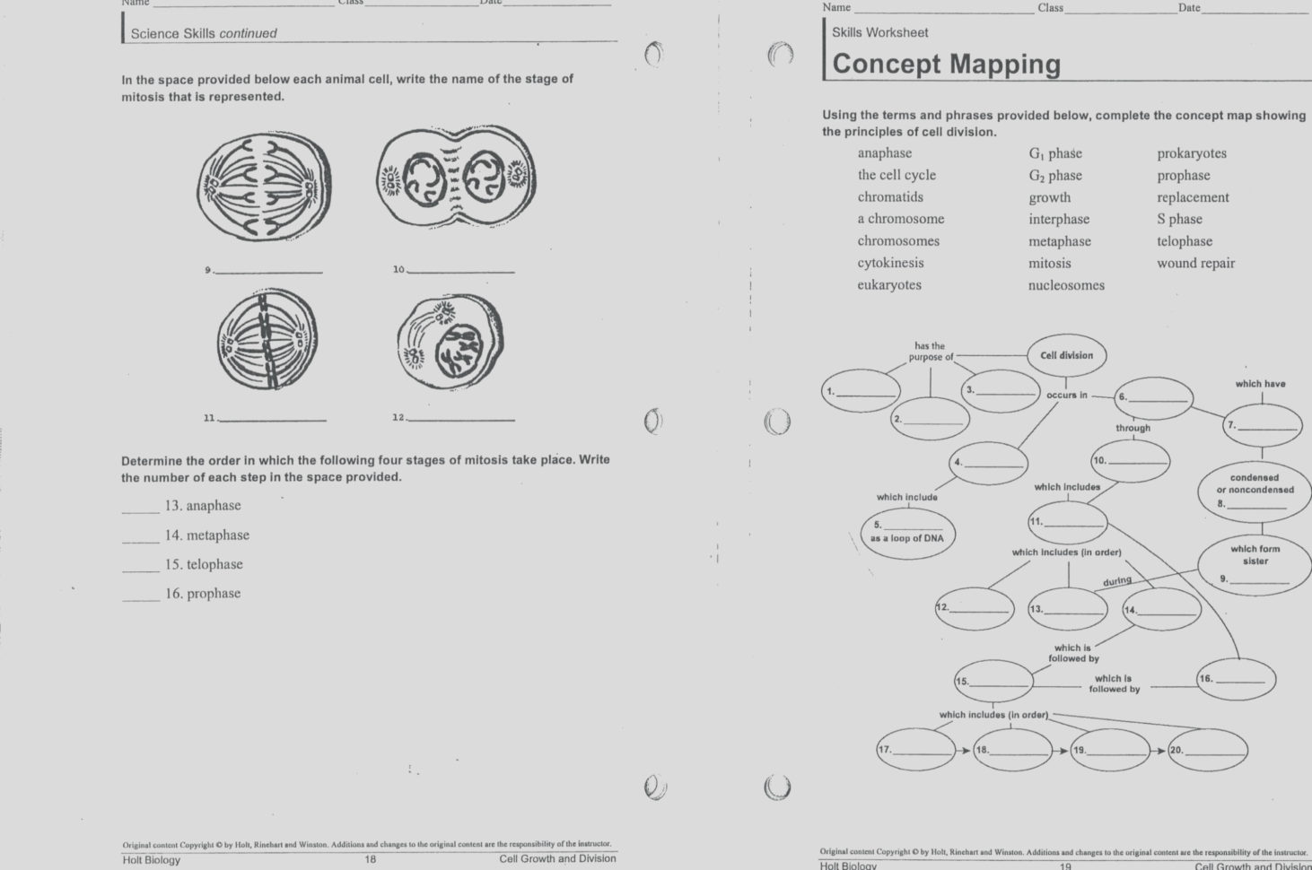 Cell Cycle Labeling Worksheet Answers 10 10 Animal Coloring