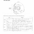 Cell Cycle Labeling Worksheet Answers  Ca