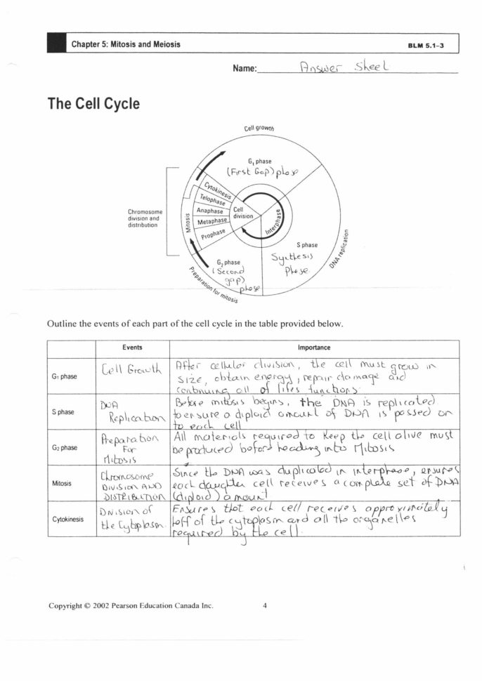 Cell Cycle Labeling Worksheet Answers  Ca