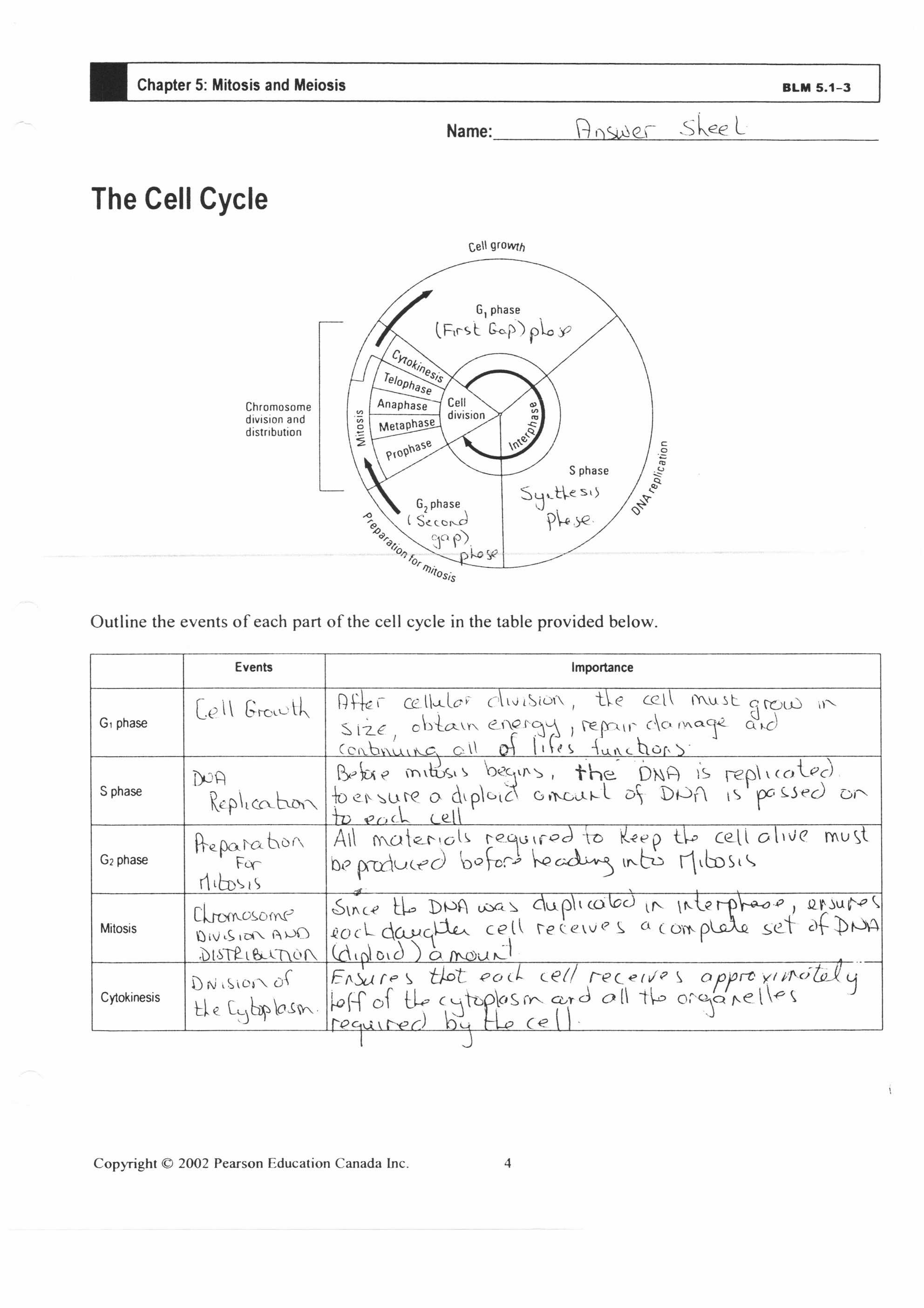 Cell Cycle Labeling Worksheet Answers  Ca