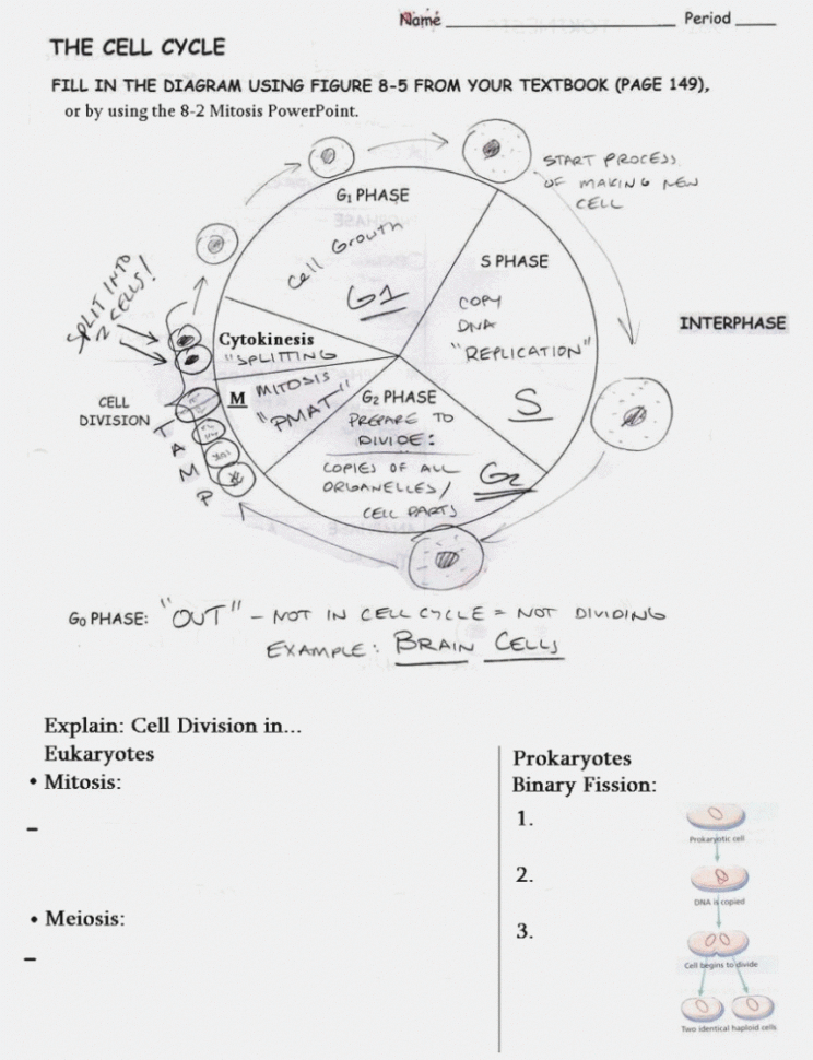 Cell Cycle Labeling Worksheet Awesome Observing Mitosis Lab