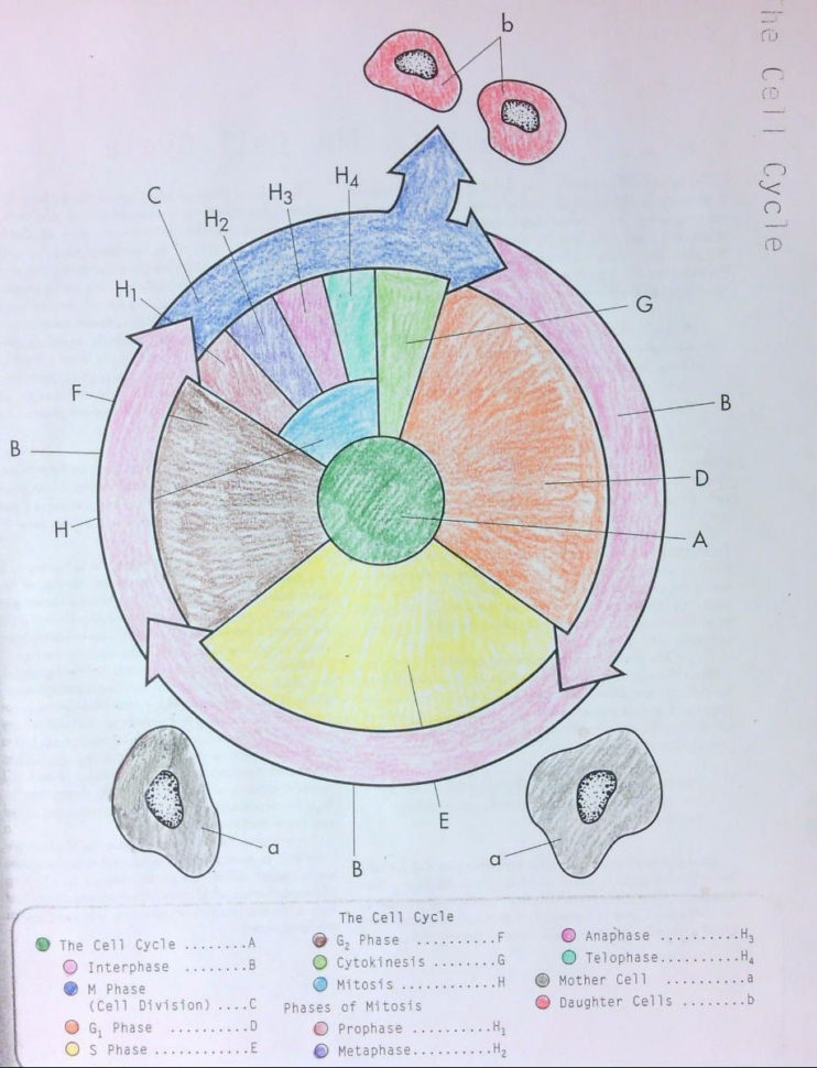 Cell Cycle Vocabulary Worksheet Answer Key