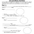 Cell Cyclemitosis Worksheet