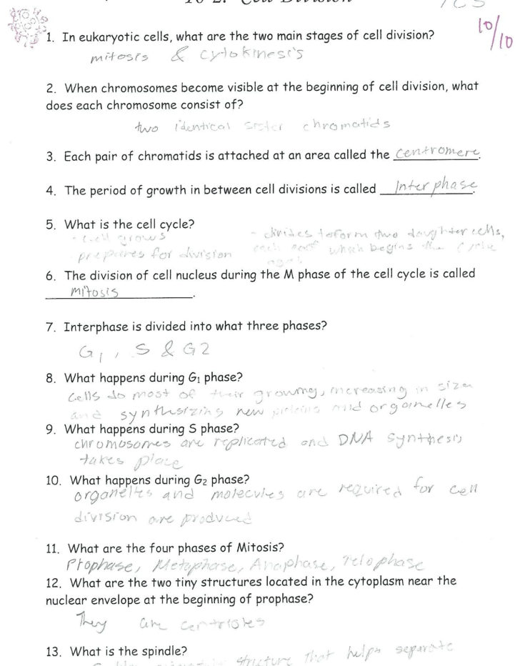 Cell Cycle Coloring Worksheet Answer Key — db-excel.com