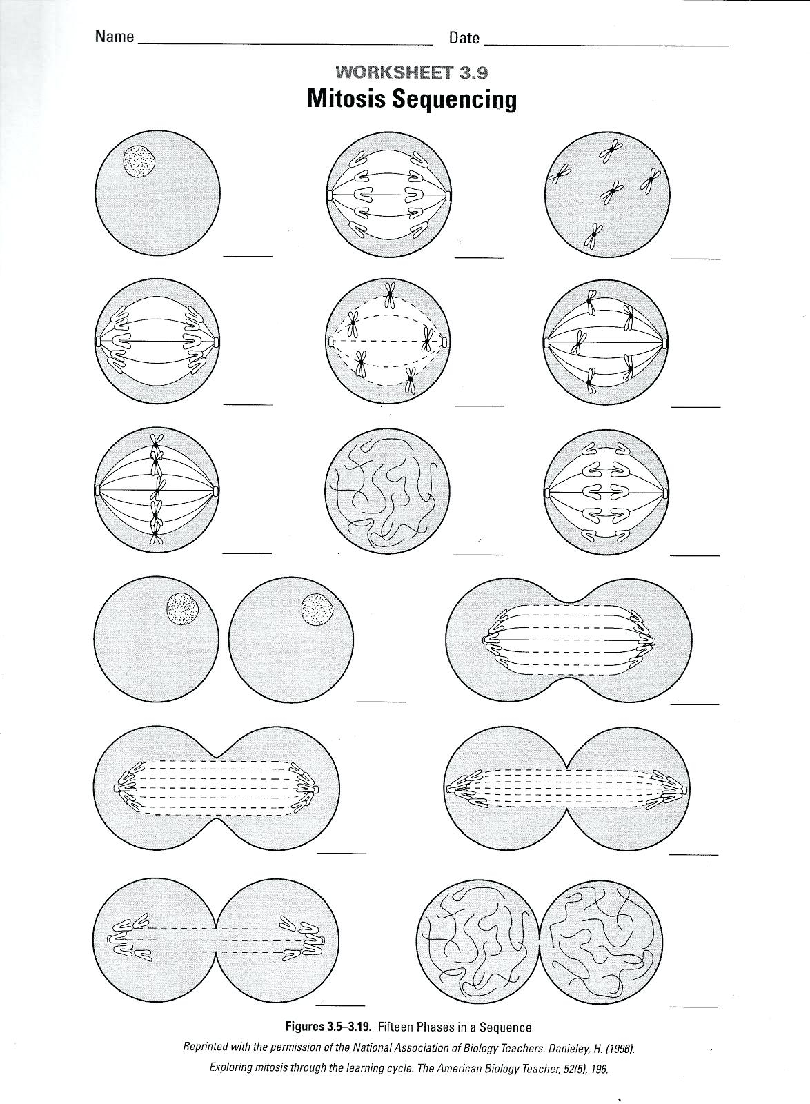 Cell Division Coloring Sheet – Mrpageco