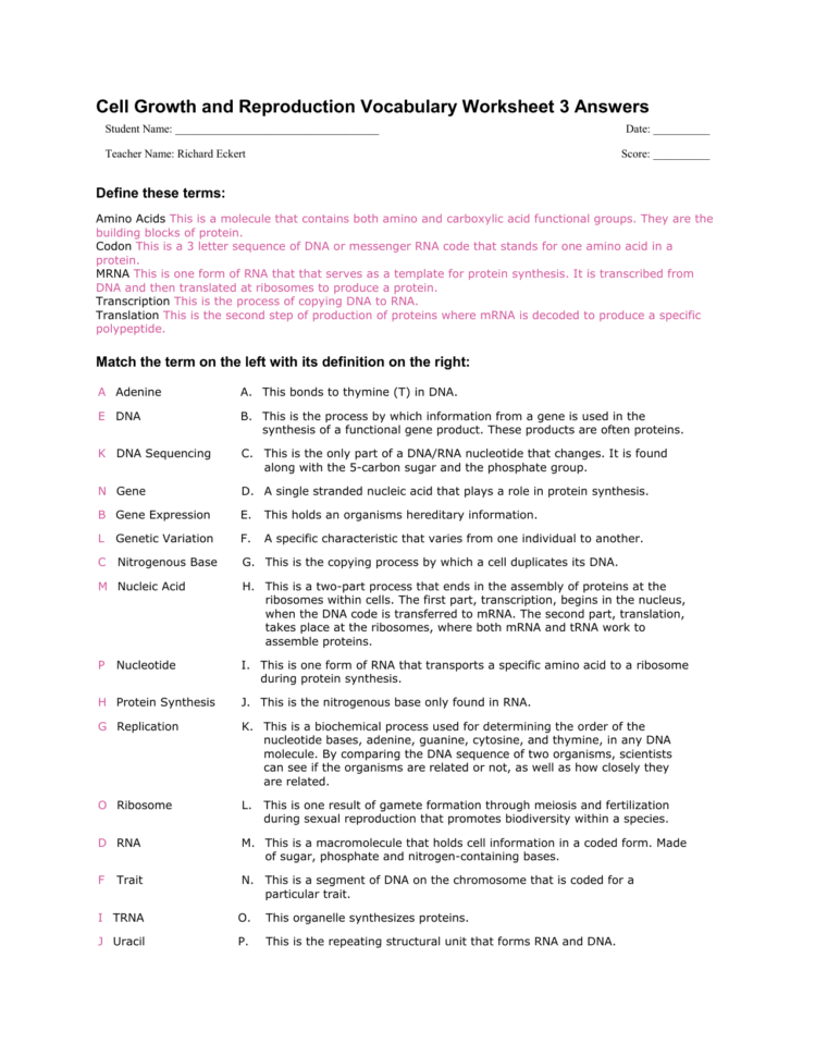Cell Growth And Reproduction Vocabulary Worksheet 3