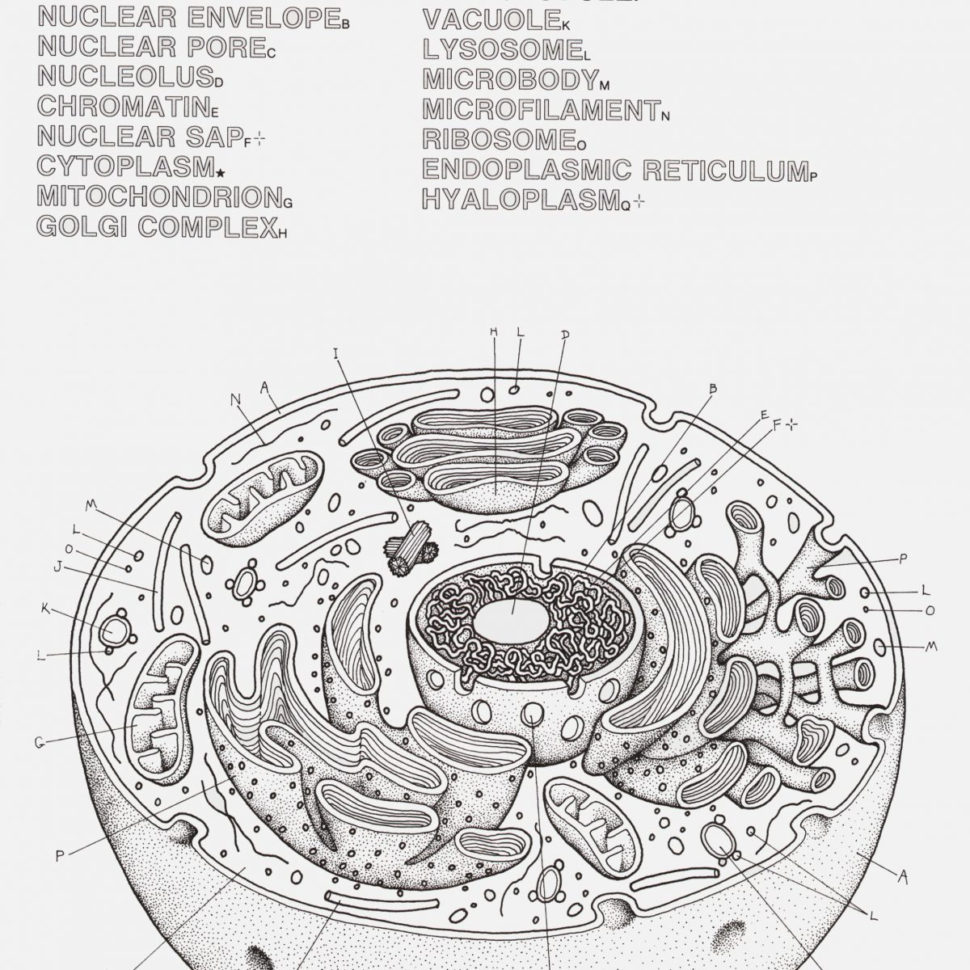 Cell Labeling Worksheet Answers Animal And Plant Cell