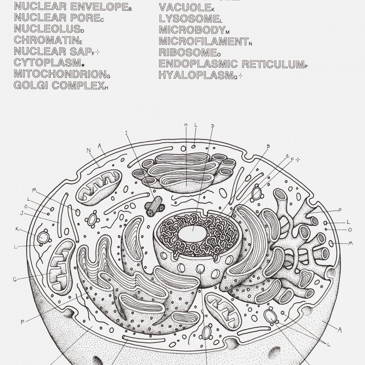 Cell Labeling Worksheet Answers Animal And Plant Cell Db excel