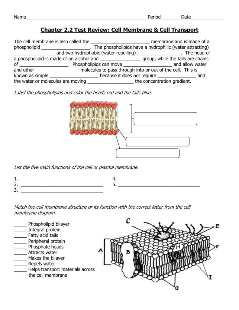 Cell Membrane And Tonicity Worksheet