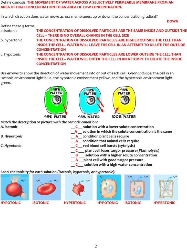 Cell Membrane And Tonicity Worksheet  Netvs