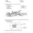 Cell Membrane And Transport Worksheet